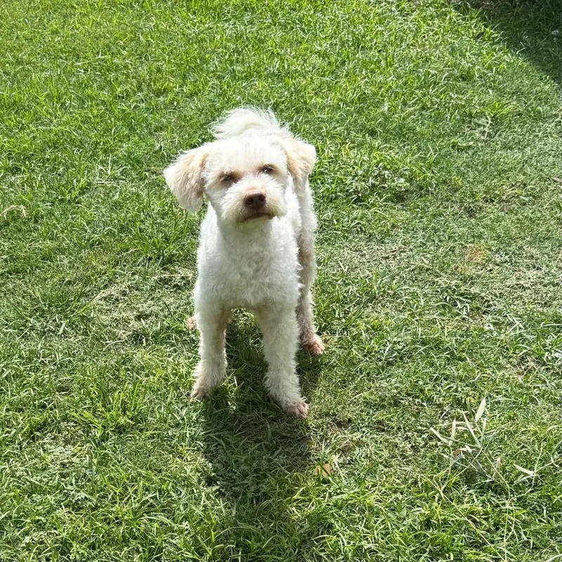 An adult small-sized male White / Cream Poodle dog named Le' Roy for adoption in Bastrop, TX
