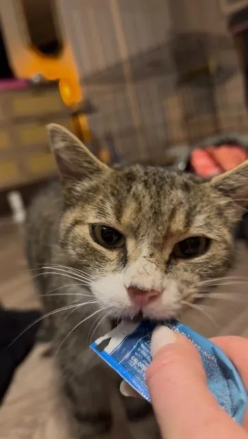 A young medium-sized female Domestic Short Hair cat named Bird for adoption in Pawtucket, RI