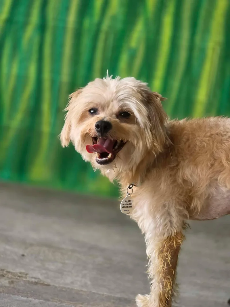 A young small-sized male Maltese dog named Princeton for adoption in Phoenix, AZ