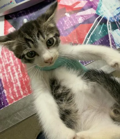 A baby small-sized male Domestic Short Hair cat named Thorn for adoption in Riverside, CA