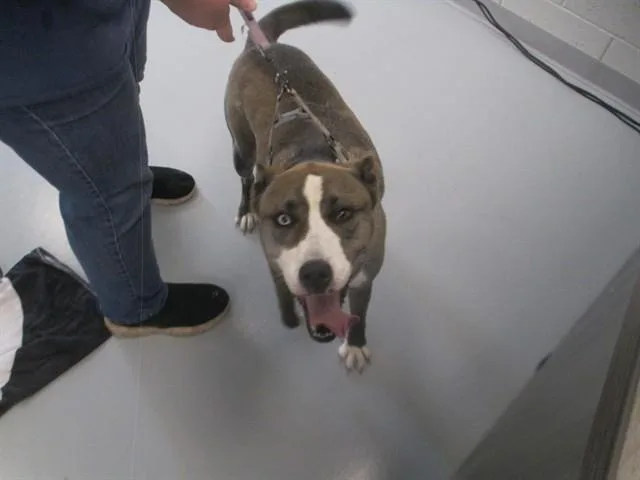 An adult large-sized male Siberian Husky dog named Chawz for adoption in Ocala, FL