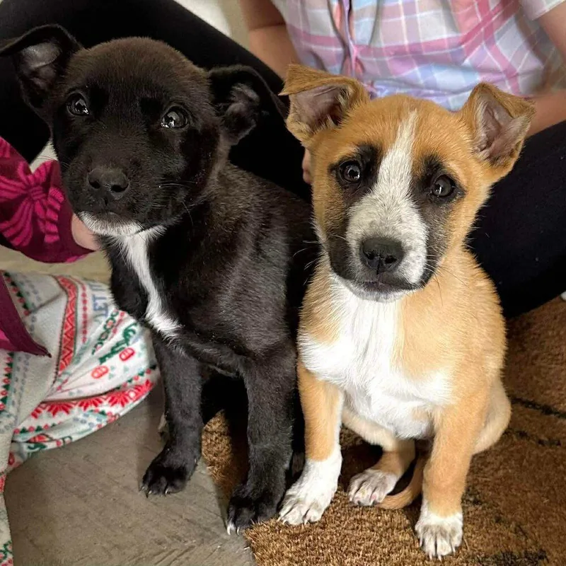 Nebula Litter:  Bella thumbnail 2