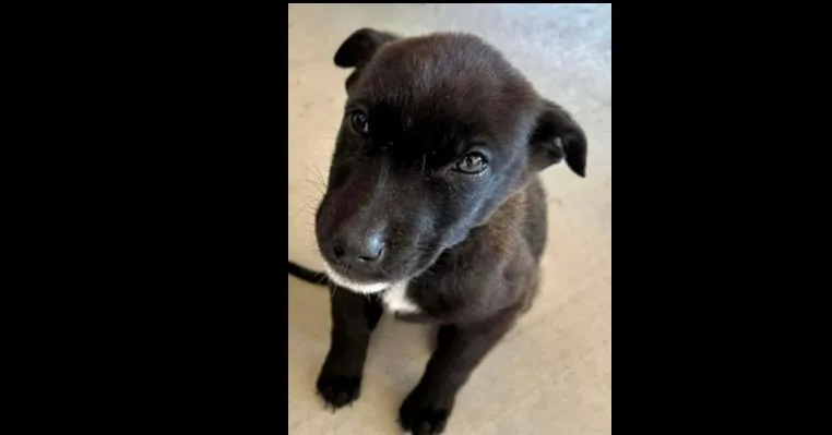 Nebula Litter:  Bella thumbnail 4