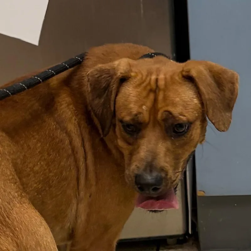 A young medium-sized male Brown / Chocolate Mixed Breed dog named Saddle Snacks for adoption in Charleston, WV