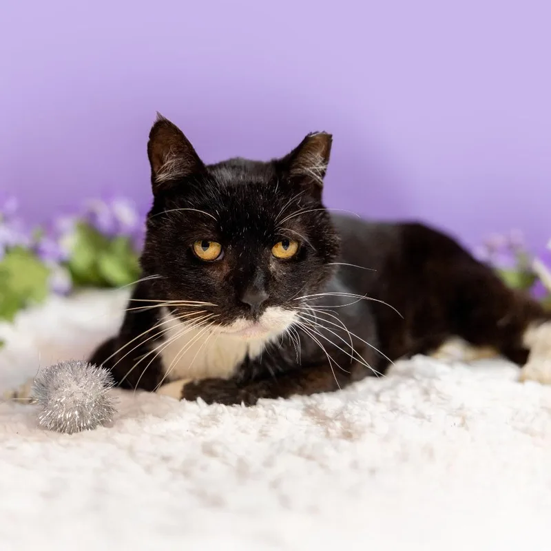 Papillon thumbnail 3