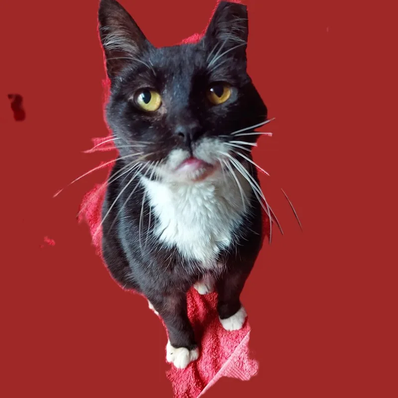 Papillon thumbnail 4