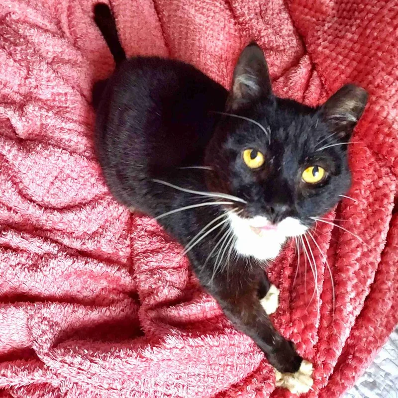 Papillon thumbnail 5