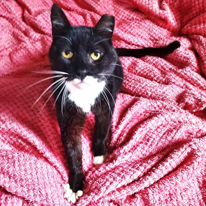 Papillon thumbnail 6