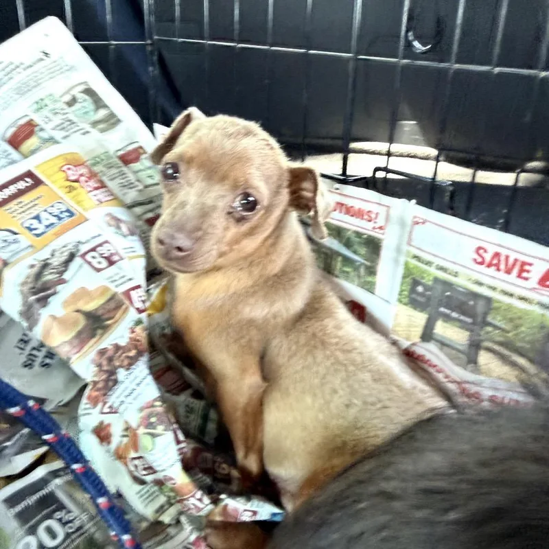 An adult small-sized female Yellow / Tan / Blond / Fawn Chihuahua dog named Velma for adoption in Northbrook, IL