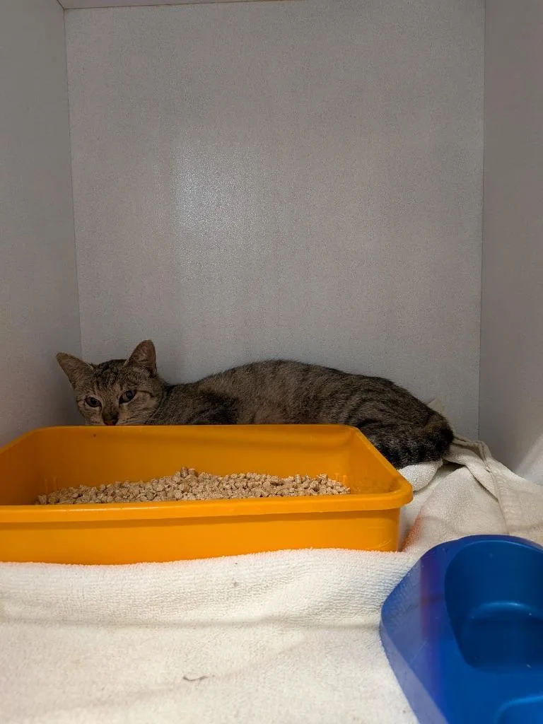 A young large-sized female Domestic Short Hair cat named Kyra for adoption in Huntsville, TX