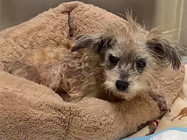 An adult small-sized female Cairn Terrier dog named Scully for adoption in Tustin, CA
