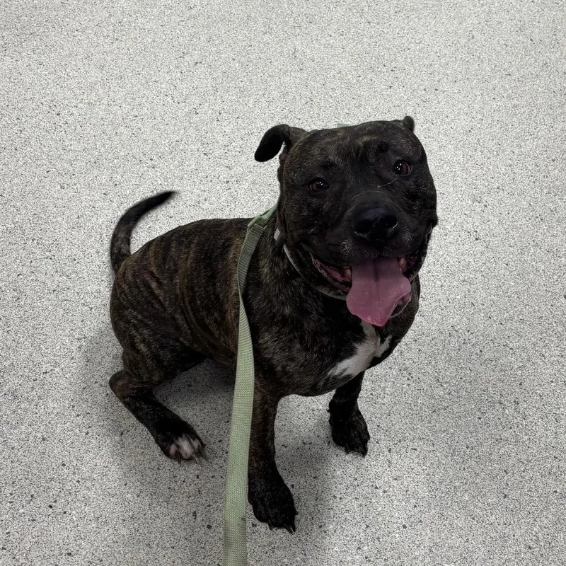 An adult large-sized male Brindle Mixed Breed dog named Peanut for adoption in Jacksonville, FL