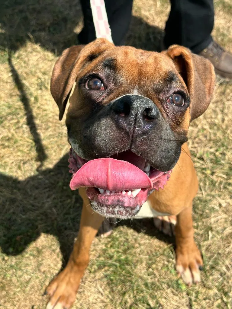 A young large-sized male Boxer dog named Watson for adoption in Waverly, NY