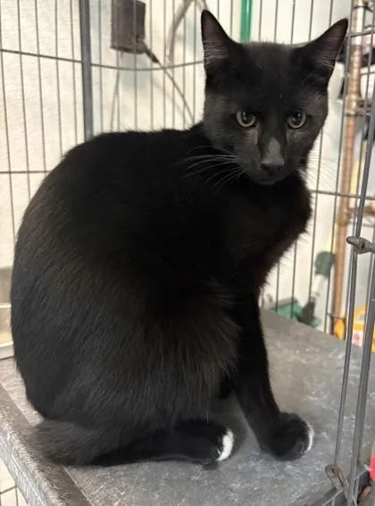 A young small-sized male Domestic Short Hair cat named Void for adoption in Savannah, GA