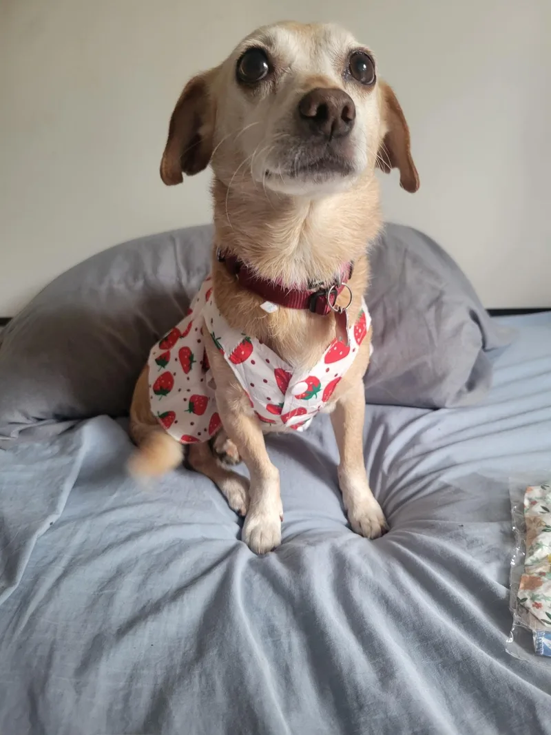 Cherokee thumbnail 3