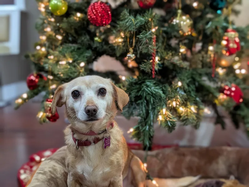 Cherokee thumbnail 5