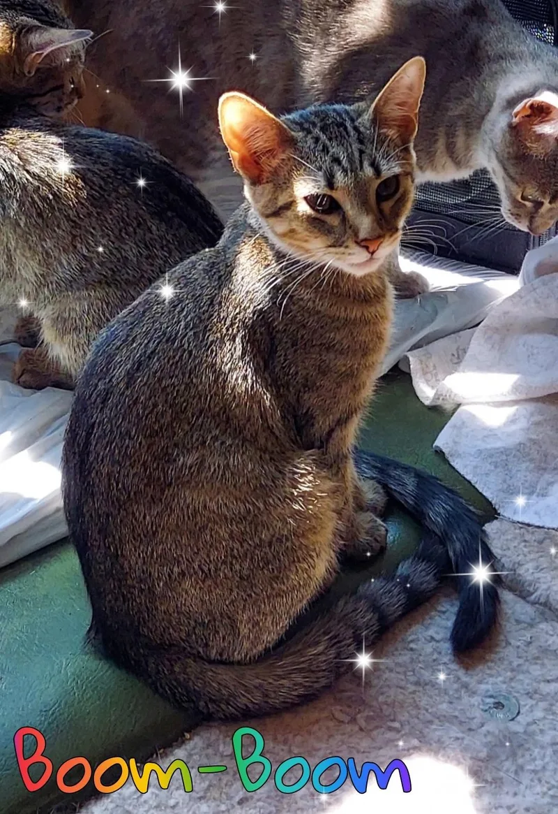 Boom Boom & Dazzler thumbnail 2