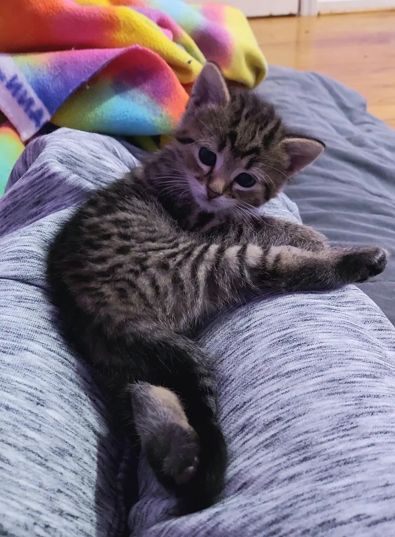 Boom Boom & Dazzler thumbnail 3