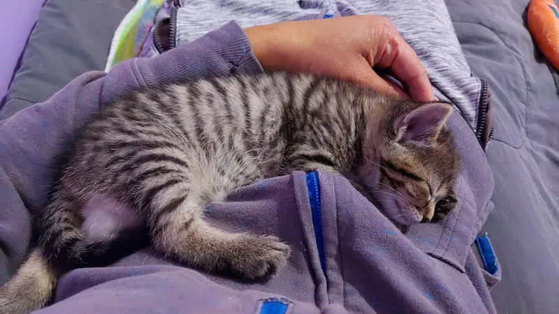 Boom Boom & Dazzler thumbnail 4