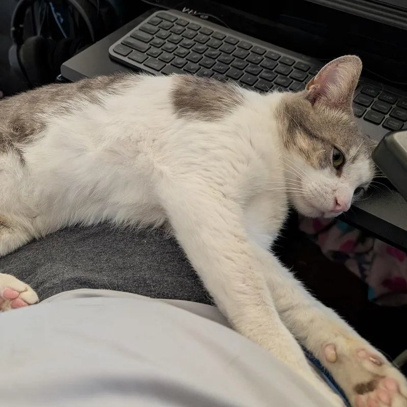 Pepper