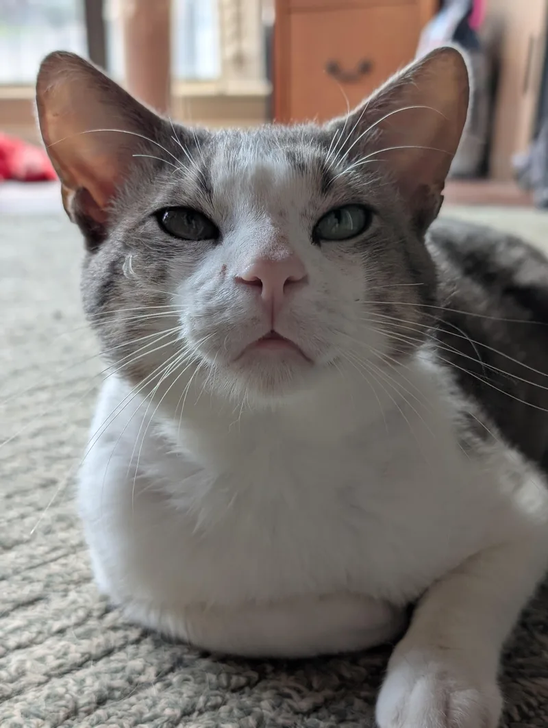 Pepper thumbnail 2