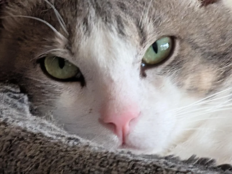 Pepper thumbnail 3