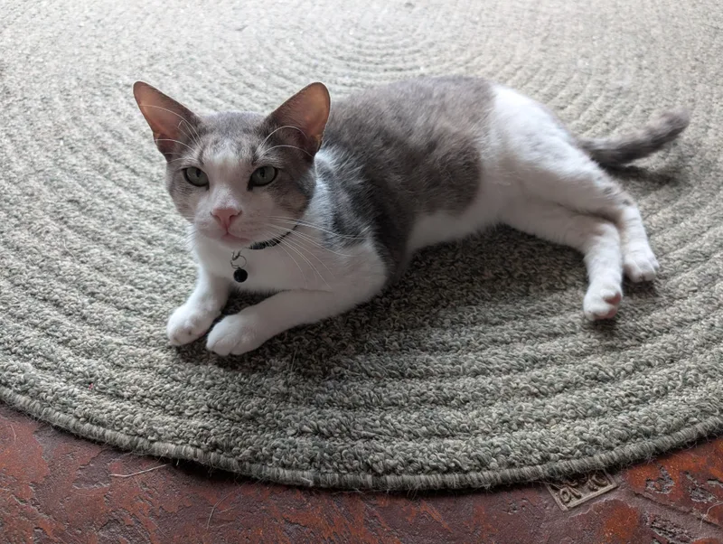 Pepper thumbnail 4