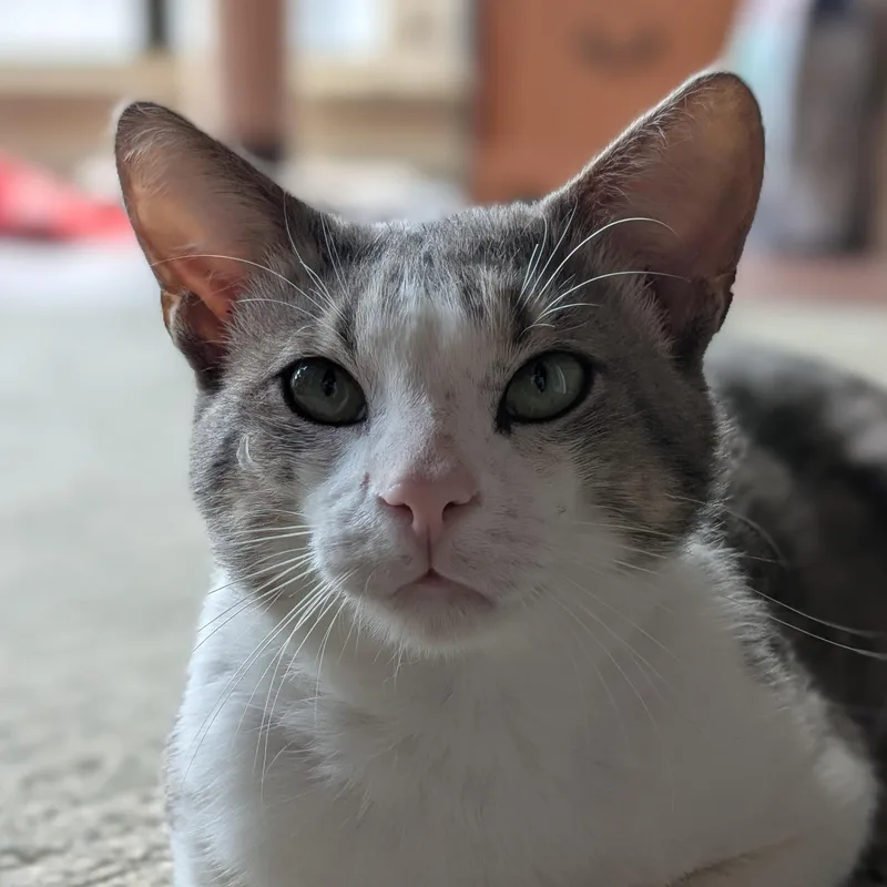 Pepper thumbnail 5