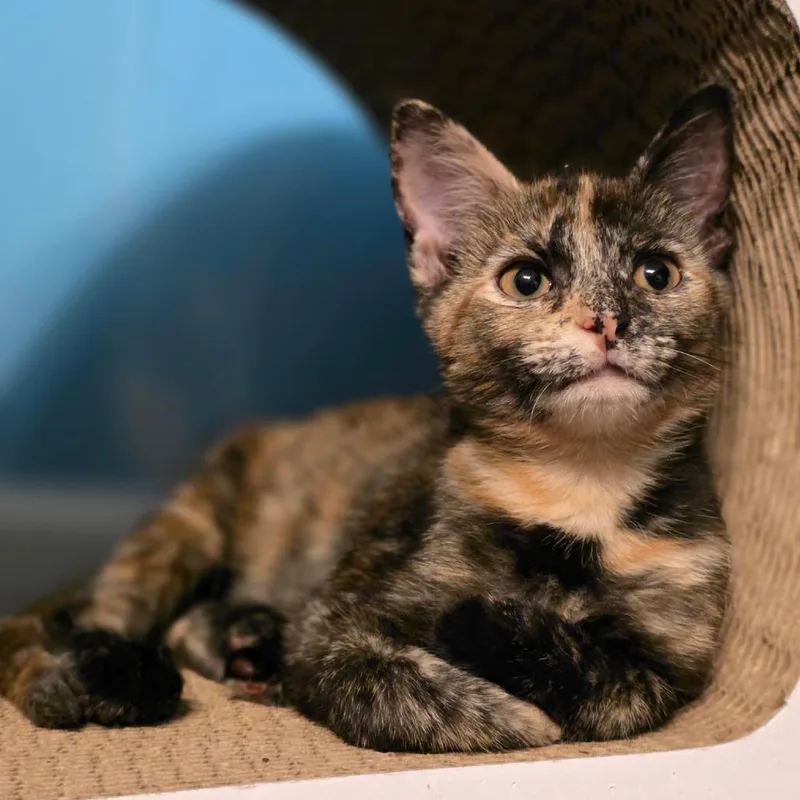 A baby small-sized female Tortoiseshell Domestic Short Hair cat named Kiko for adoption in Newport News, VA