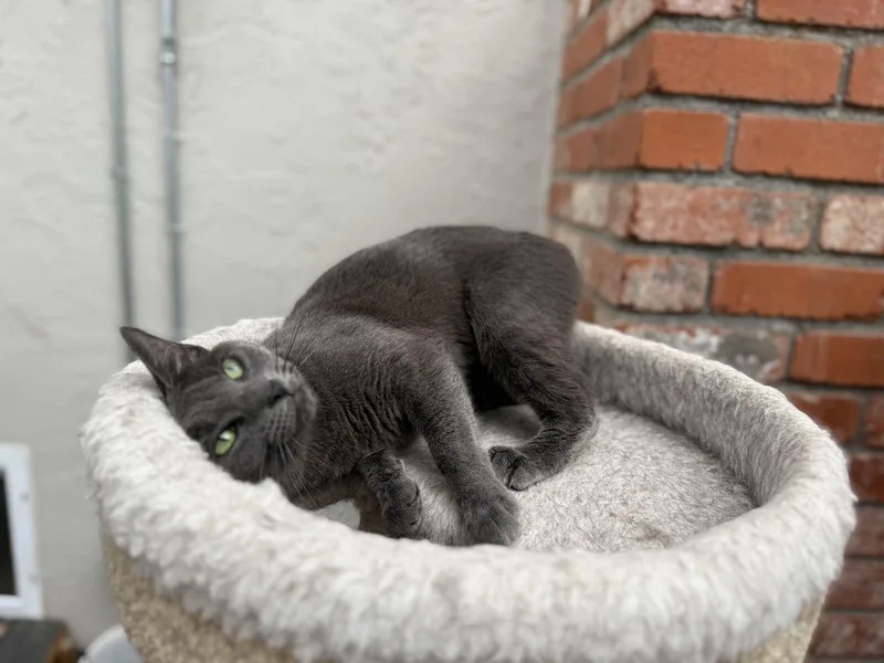 Cordelia thumbnail 2