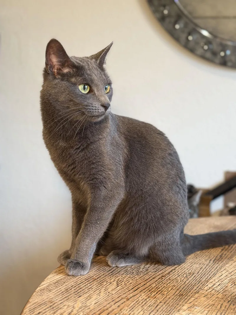 Cordelia thumbnail 3