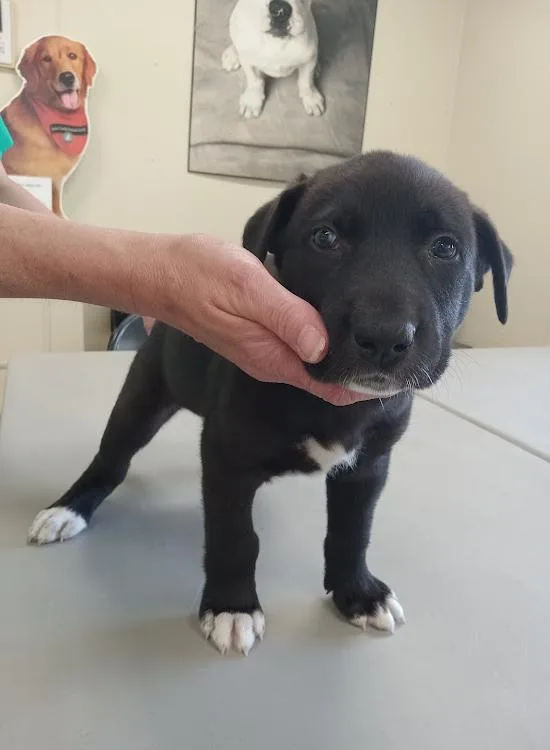A baby large-sized female Black Labrador Retriever dog named Butternut for adoption in Austin, MN