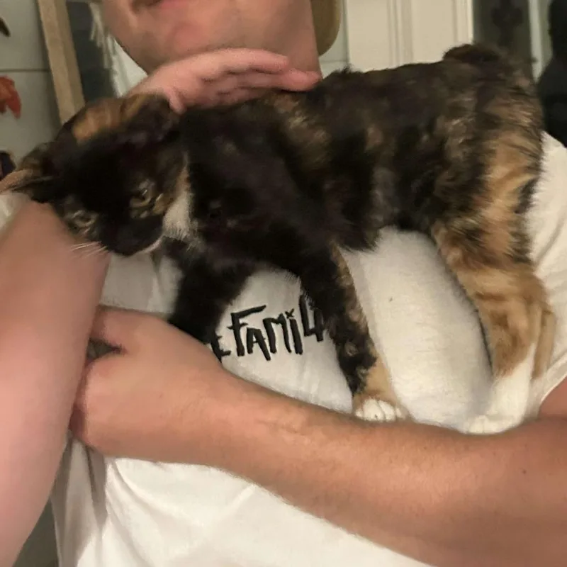 Tortilla thumbnail 2