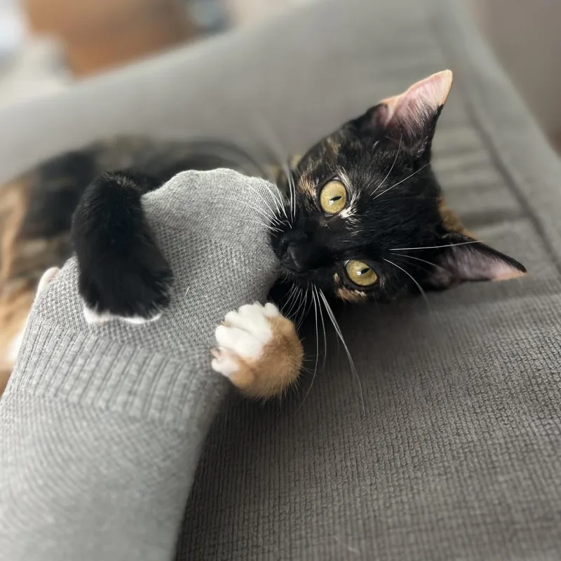 Tortilla thumbnail 3