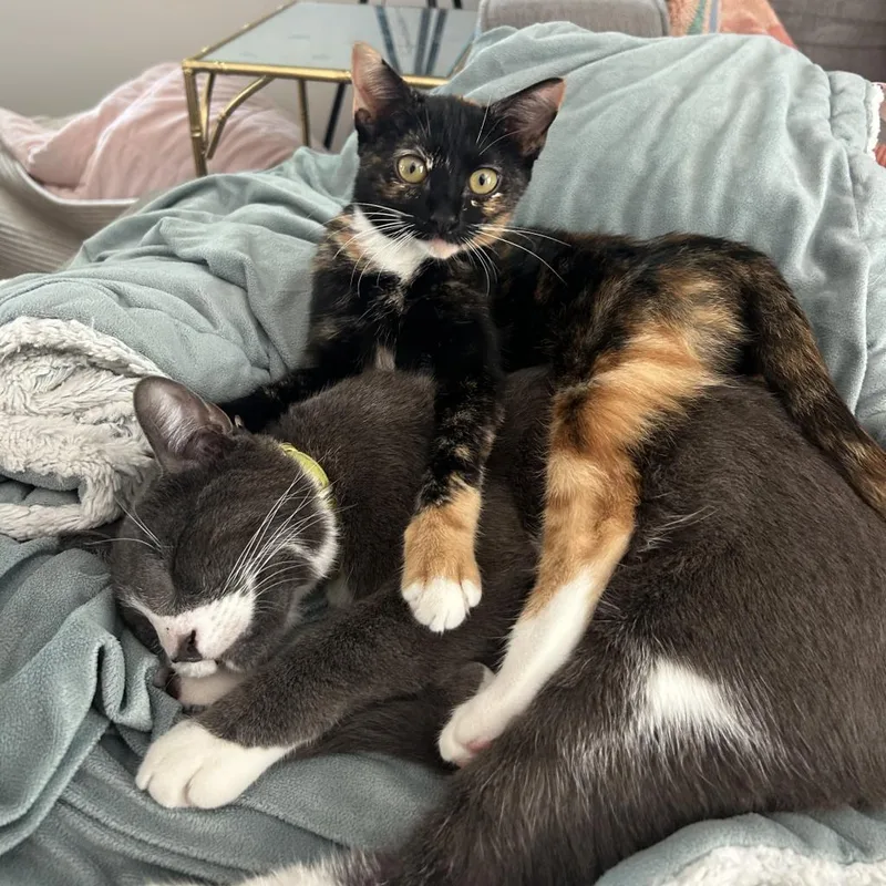 Tortilla thumbnail 4