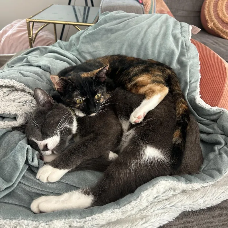 Tortilla thumbnail 5