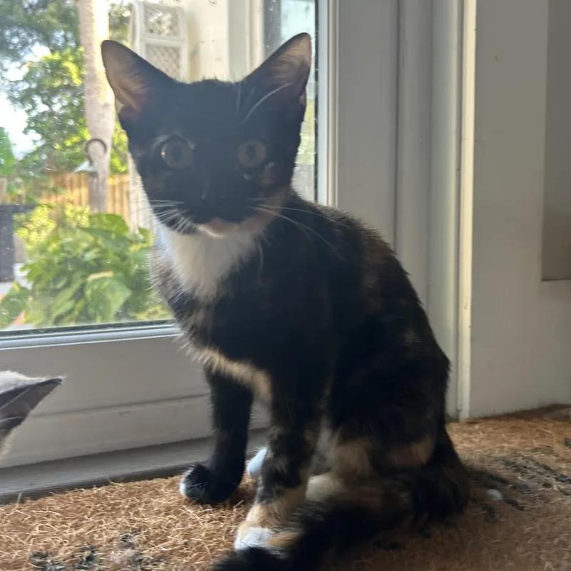 Tortilla thumbnail 6