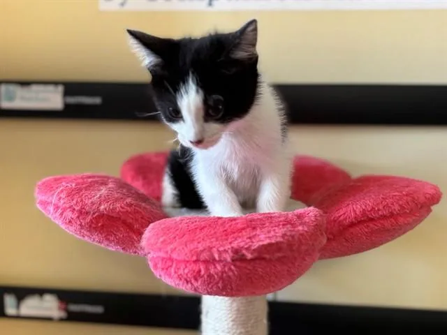 A baby medium-sized male Domestic Short Hair cat named Hisston Churchill for adoption in Lancaster, CA