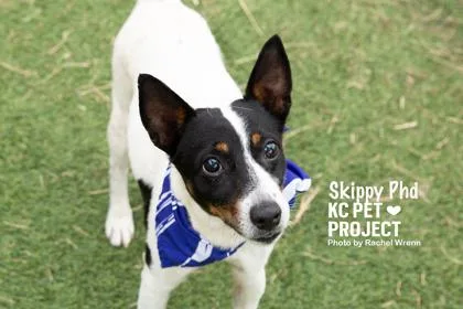 Skippy PhD