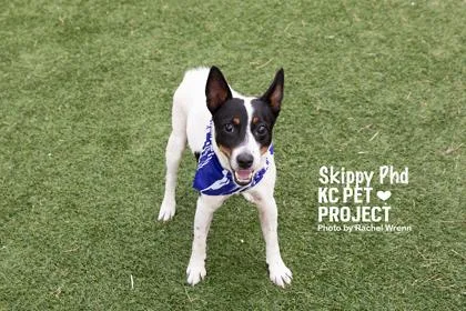 Skippy PhD thumbnail 2