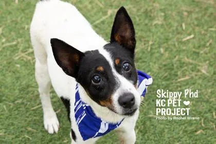 Skippy PhD thumbnail 3