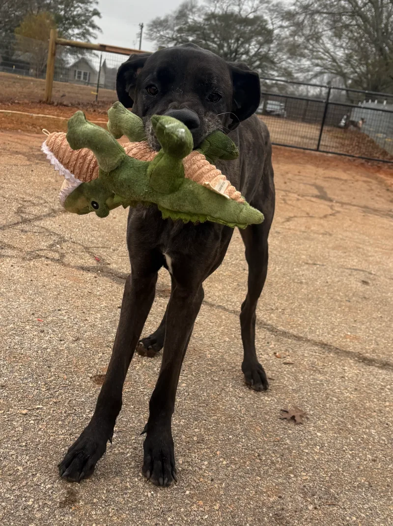 Atlas & Athena (Bonded Pair)