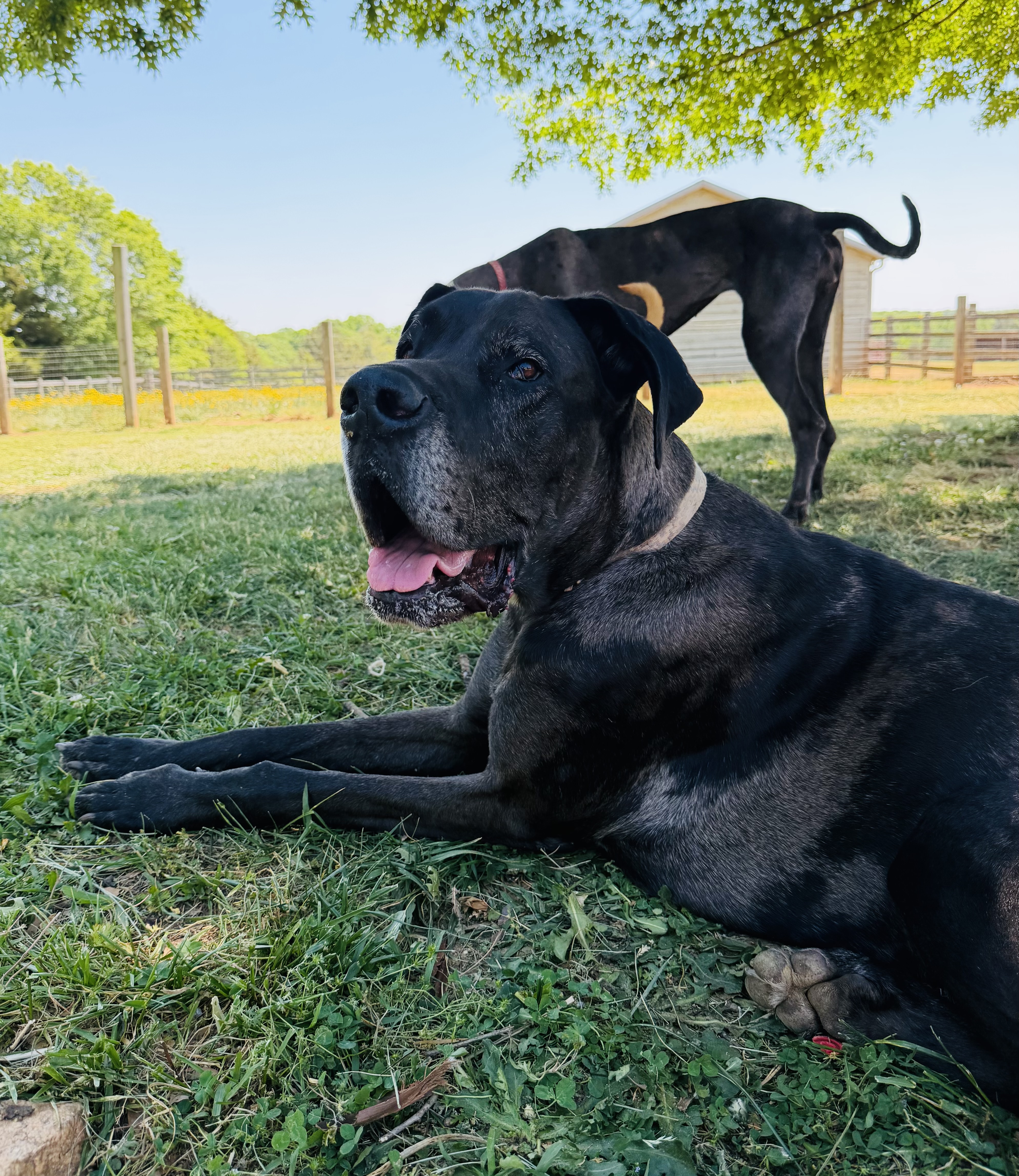 An adult extra large-sized male Merle Great Dane dog named Atlas for adoption