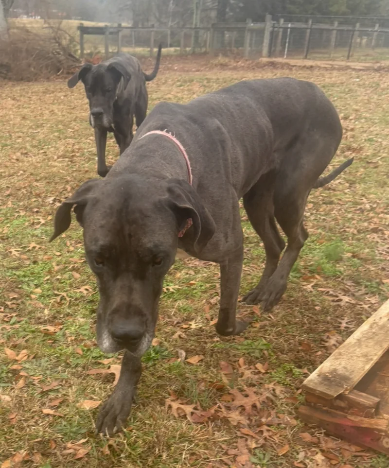 Atlas & Athena (Bonded Pair) thumbnail 2