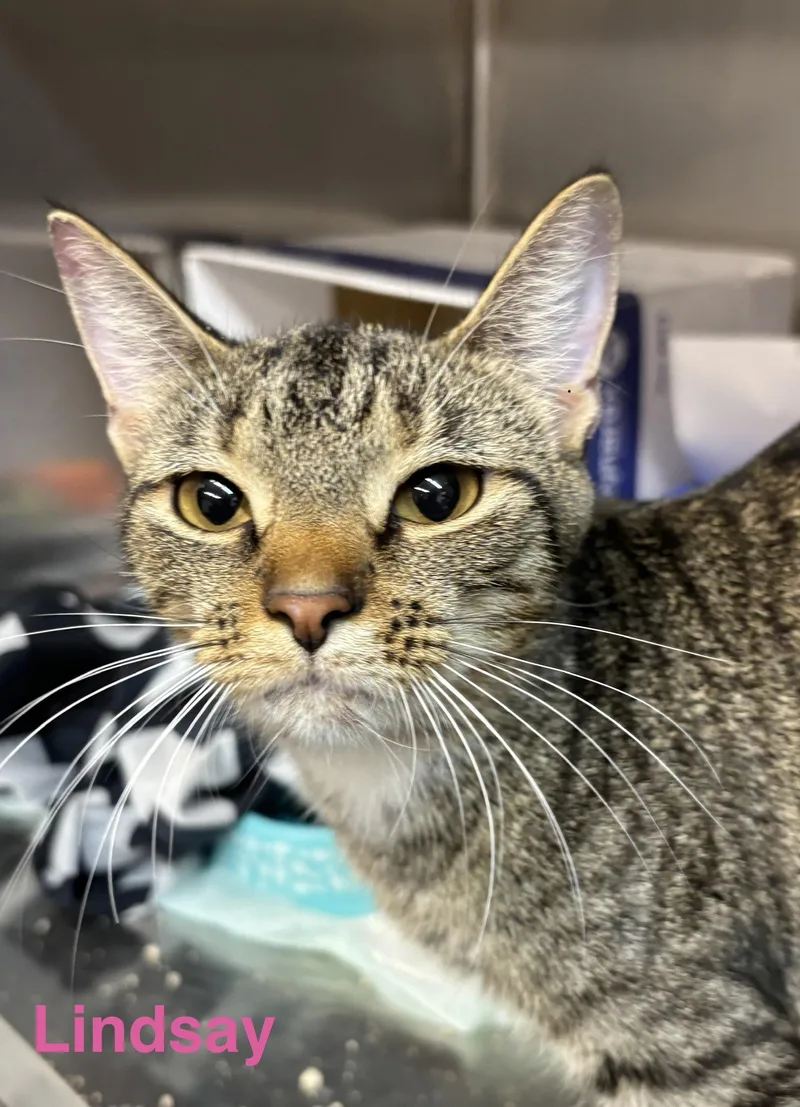 An adult medium-sized female Tabby cat named Lindsay for adoption in Las Vegas, NV