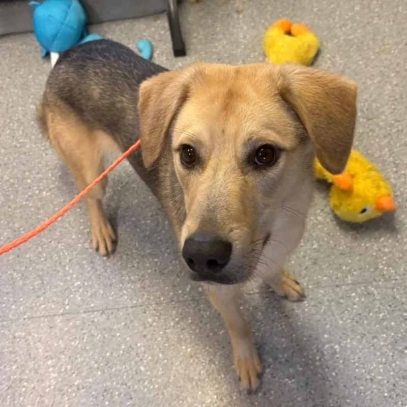A young medium-sized male Black Beagle dog named BamBam for adoption in Watertown, NY