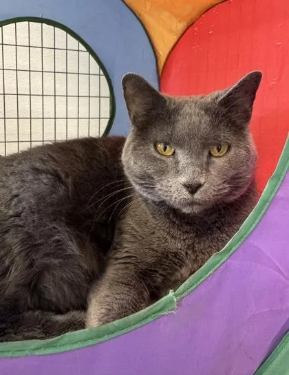 An adult large-sized female Domestic Short Hair cat named Smokey for adoption in Buffalo, MN