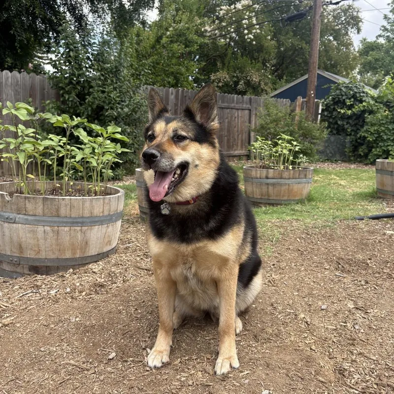 An adult large-sized female Black German Shepherd Dog dog named Sasha for adoption in Sacramento, CA