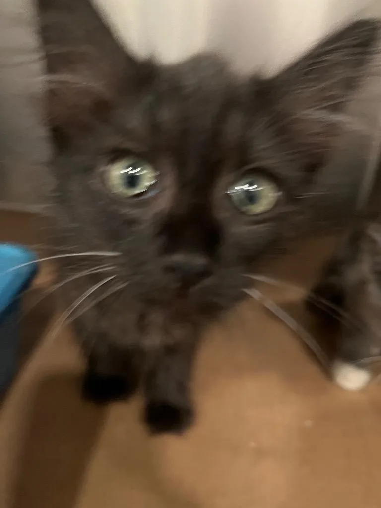 A baby large-sized male Domestic Medium Hair cat named Ping for adoption in Cartersville , GA