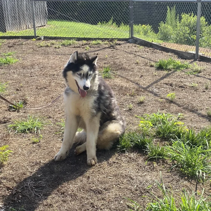 An adult large-sized male Gray / Blue / Silver Husky dog named Winter for adoption in King George, VA